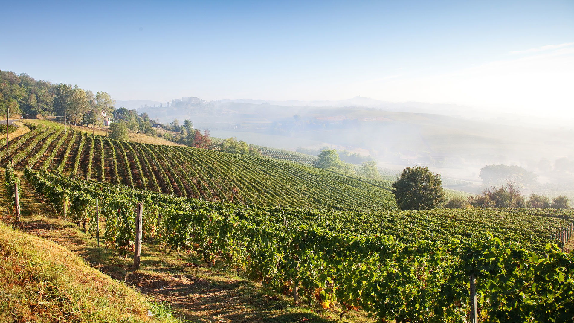 Our quality wines come from different vocated wine regions of Italy